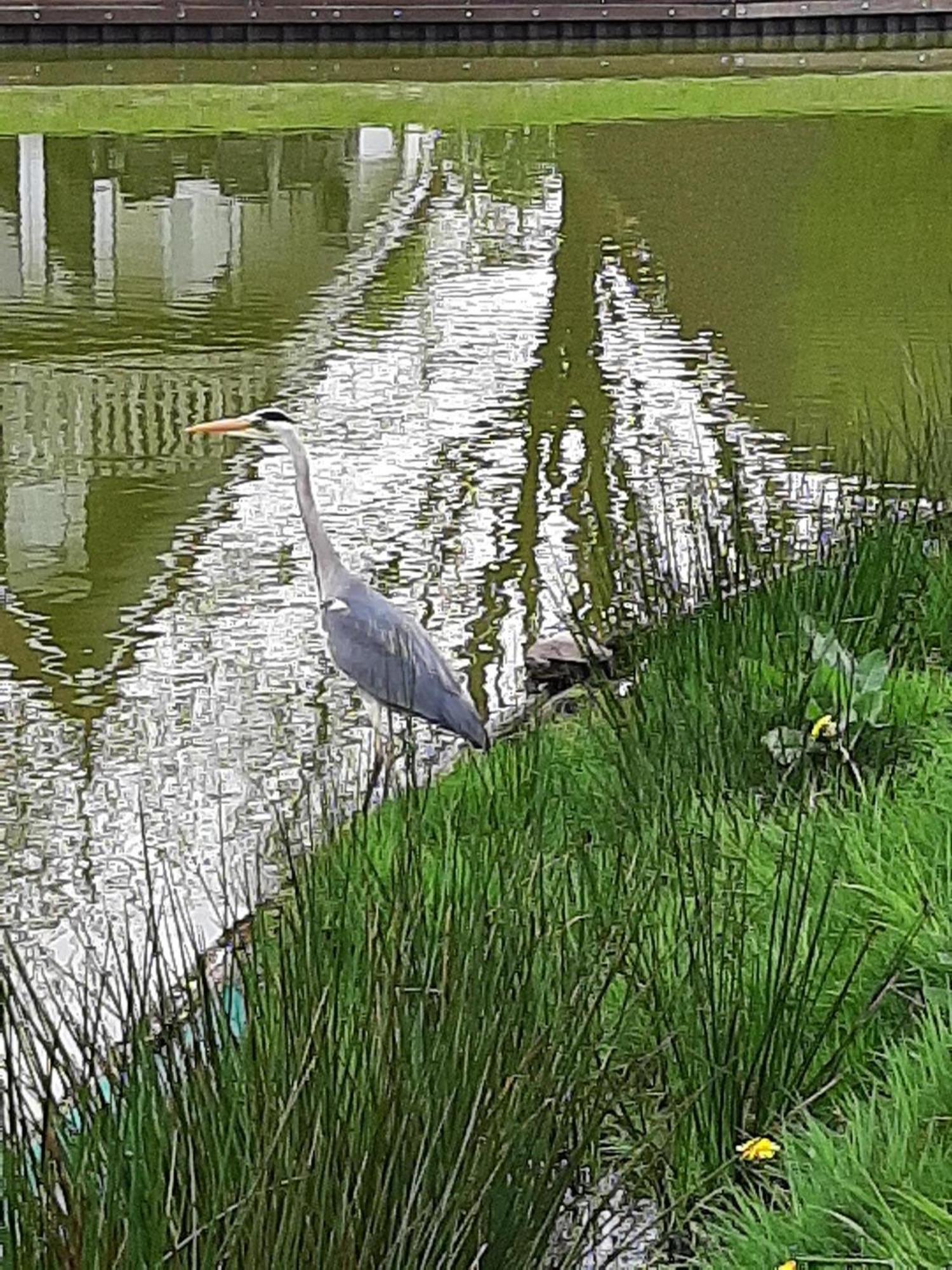 Stijlvol Aan De Visvijver Gramsbergen Luaran gambar